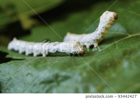 silkworm growth 93442427