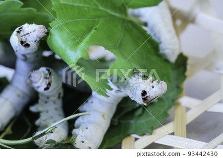 silkworm growth 93442430