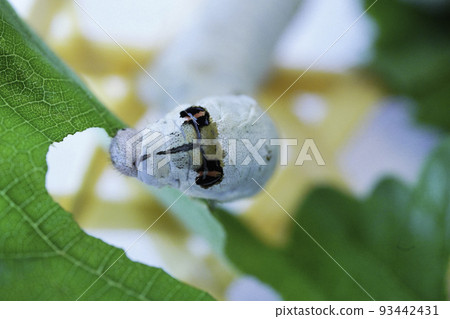 silkworm growth 93442431