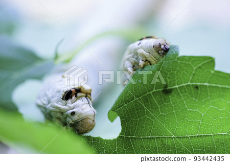silkworm growth 93442435