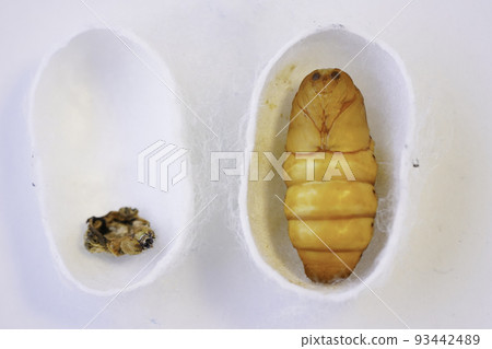 silkworm growth 93442489