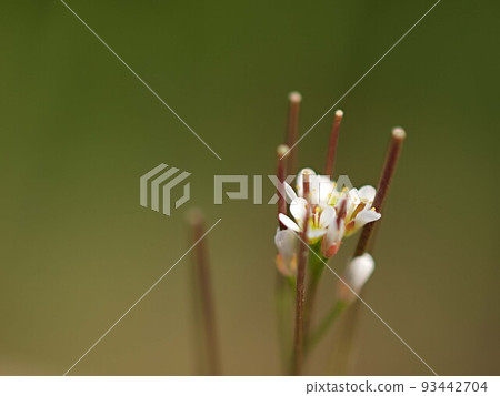 close-up of the flower 93442704