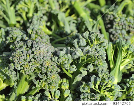 Harvested broccoli side shoots 93442705