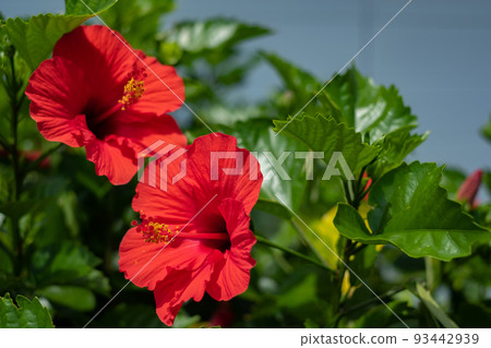 Hibiscus Hibiscus 93442939