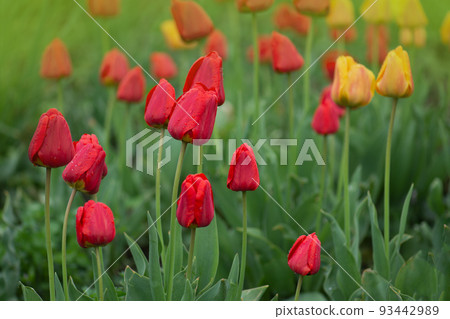 Red beautiful tulip Parad 93442989