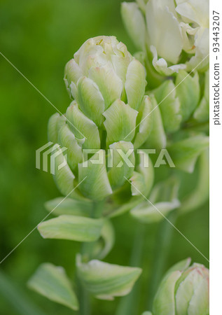 Double tulip Brooklyn 93443207