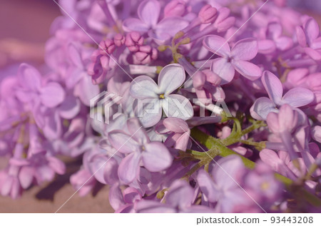 Beautiful lilac on a wooden background Beautiful lilac on a wooden background 93443208