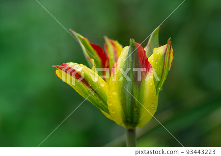 Beautiful orange and green flower tulip Green River growing. 93443223
