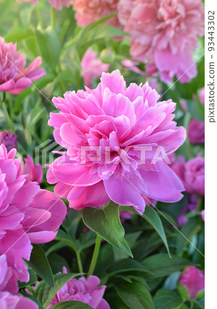 Scented pink peonies. Pink trendy colored peony.  93443302