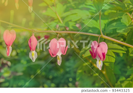 Dicentra spectabils over nature background 93443325