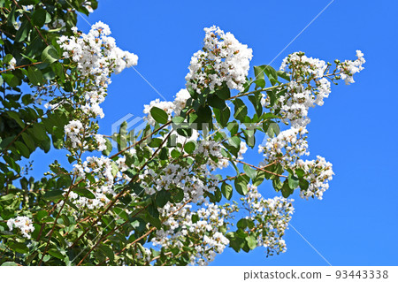 White-flowered Crape Myrtle White-flowered Crape Myrtle 93443338
