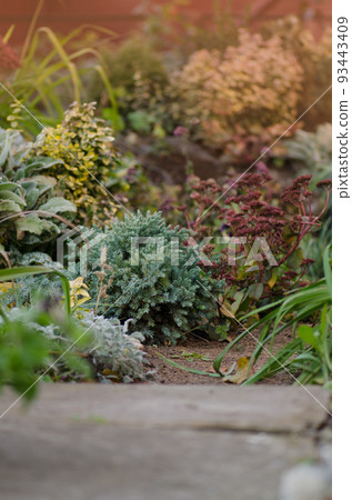 Rock garden with autumn flowers Rock garden with autumn flowers 93443409
