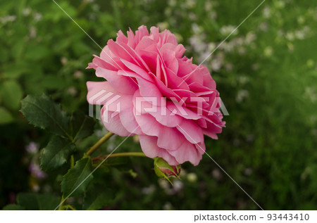 Pink rose in the field. Flowers plant growing in garden. Pink rose in the field. Flowers plant growing in garden. 93443410