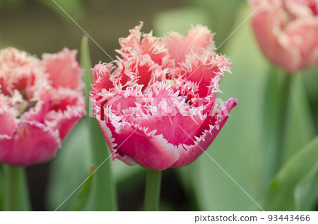 Terry fringed tulip in garden. 93443466