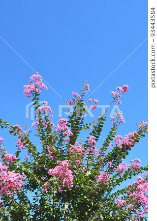 Flower of crape mybs 93443584