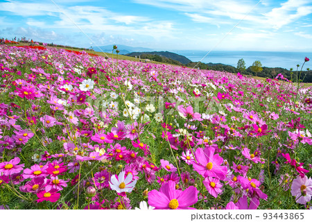 Awaji Hanasajiki, a cosmos field in full bloom that shines against the blue sky 93443865