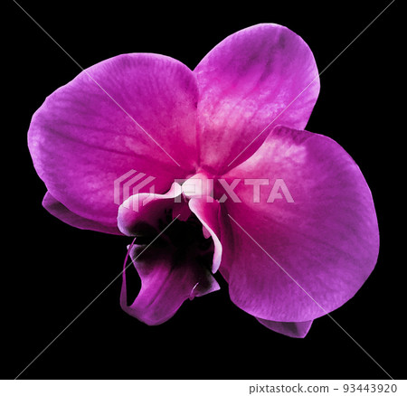 Watercolor purple   flower on black  isolated background with clipping path.  For design.  Closeup.  Nature. 93443920