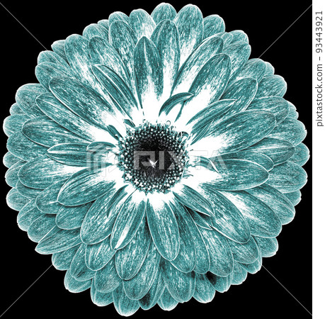 flower gerbera. Flower isolated on the black background. No shadows with clipping path. Close-up. Nature. flower gerbera. Flower isolated on the black background. No shadows with clipping path. Close-up. Nature. 93443921