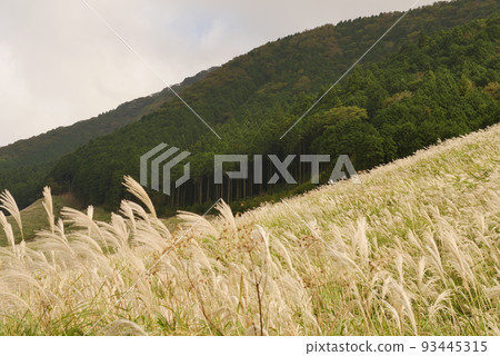 箱根·仙石原的大米 93445315