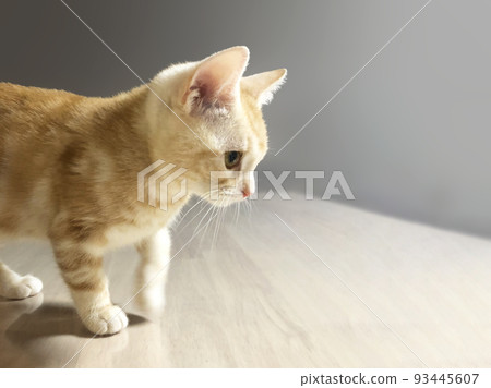 A kitten staring at something with round eyes 93445607