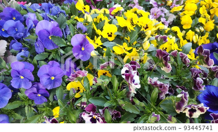 三色紫羅蘭和中提琴。 93445741