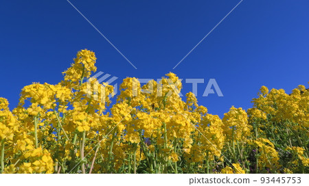 Rape blossoms and blue sky 93445753