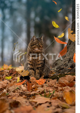 Striped tabby cat lying on the leaves in autumn. 93445835