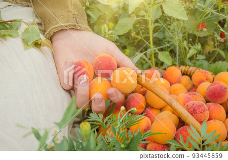 Hands holding apricots in the garden Hands holding apricots in the garden 93445859