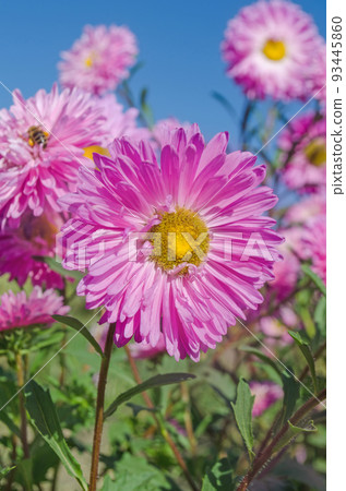 Large gentle  pink aster on a green background 93445860