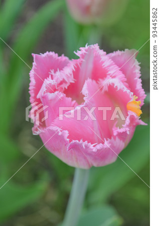 Pink tulip crispa New look 93445862