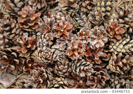 Pinecones lying on ground in forest. Brown pine tree cones before autumn season. 93446733