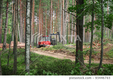 Red forest machine that clears trees in green summer forest standing near sandy road surrounded by growing tree trunks 93446783