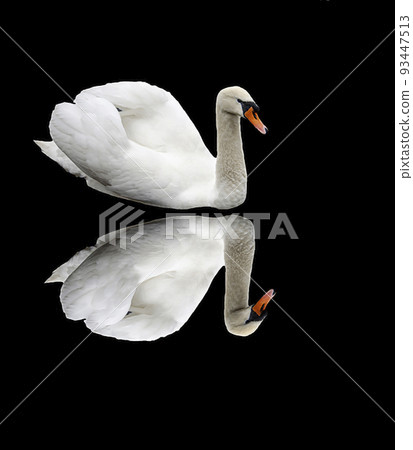 A white swan with a reflection on a black background Wild bird. Isolate 93447513
