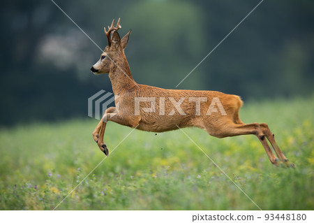 Roe deer buck running away from danger in summer nature 93448180