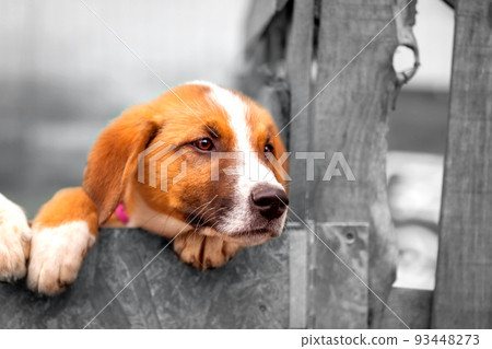 Portrait of sad dog puppy behind fence Portrait of sad dog puppy behind fence 93448273