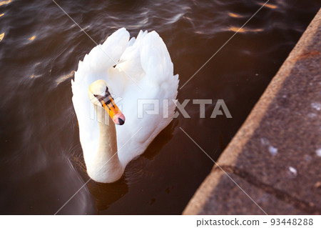 White swan in the water White swan in the water 93448288