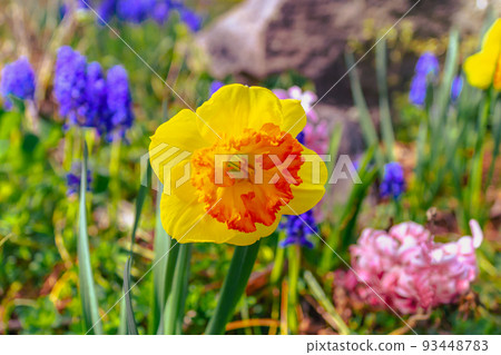 Trumpet daffodils blooming in spring flower bed Trumpet daffodils blooming in spring flower bed 93448783