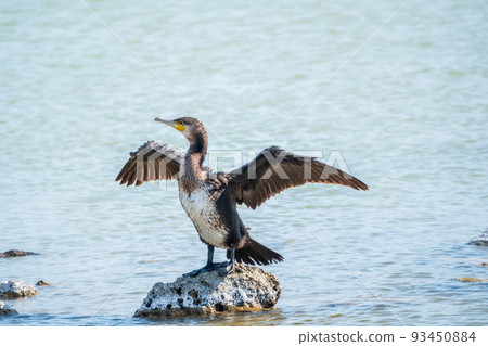 Great cormorant, Phalacrocorax carbo, sits on stone and dries its wings on the wind. Great cormorant, Phalacrocorax carbo, sits on stone and dries its wings on the wind. 93450884