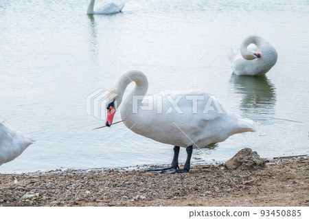 Graceful white Swan with a red beak stands on the bank of a pond Graceful white Swan with a red beak stands on the bank of a pond 93450885