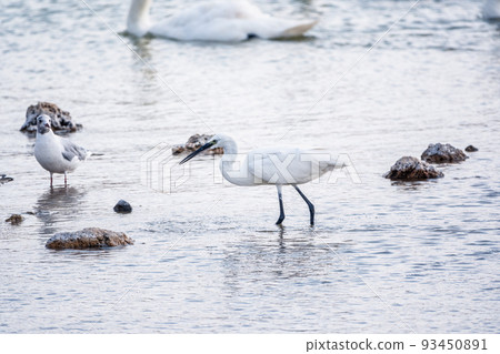 The small white heron or Little egret stands in the lake The small white heron or Little egret stands in the lake 93450891