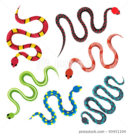 Set of colored various snakes. Wild poisonous rattlesnakes. Tropical toxic reptiles illustration. Dangerous exotic snakes isolated on white background 93451104