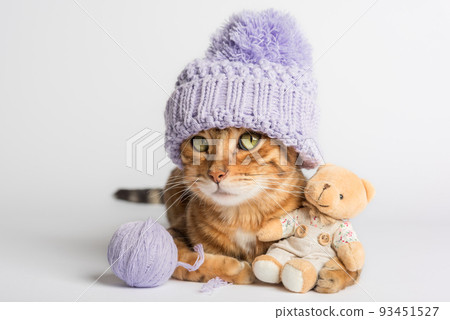 Domestic cat with a teddy bear and a ball of thread. Domestic cat with a teddy bear and a ball of thread. 93451527