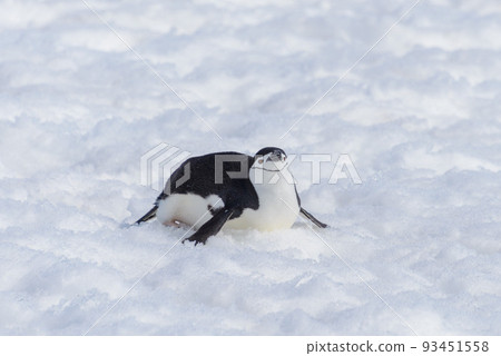Chinstrap penguins on the beach in Antarctica  93451558
