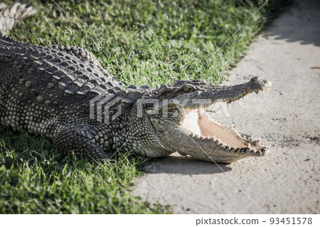 Close-up a crocodile is open its mouth and resting on land at farm, scary image tone. 93451578