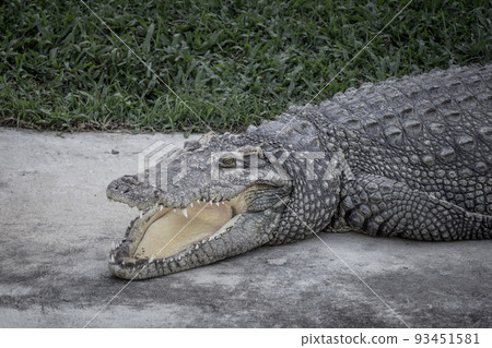 Close-up a crocodile is open its mouth and resting on land at farm, scary image tone. 93451581