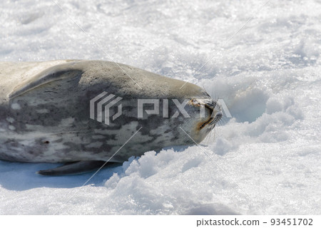 Crabeater seal on beach with snow in Antarctica 93451702