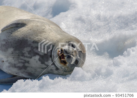 Crabeater seal on beach with snow in Antarctica Crabeater seal on beach with snow in Antarctica 93451706