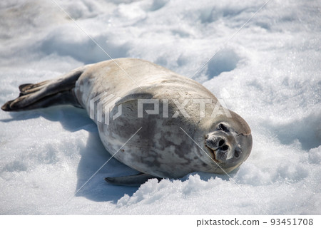 Crabeater seal on beach with snow in Antarctica 93451708