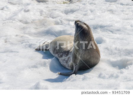 Crabeater seal on beach with snow in Antarctica 93451709