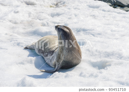 Crabeater seal on beach with snow in Antarctica Crabeater seal on beach with snow in Antarctica 93451710